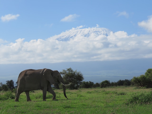 7  Day Kenya Safari: Masai Mara, Lake Naivasha, Amboseli